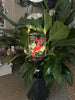 8 inch potted green plant with cardinal stake.