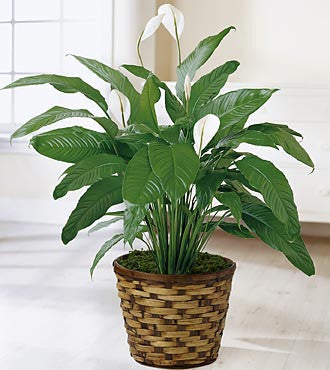 Peace Lilly Plant