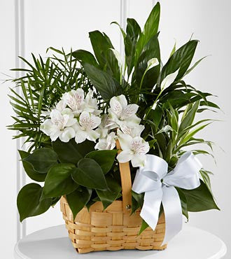 Peace and Serenity Dishgarden