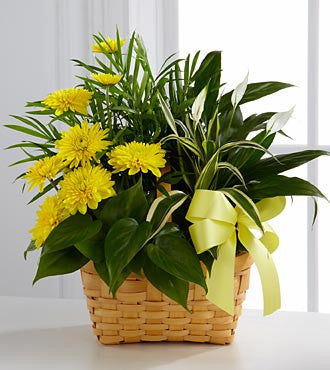 Loving light dish garden